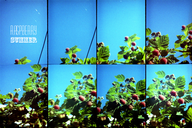 raspberry